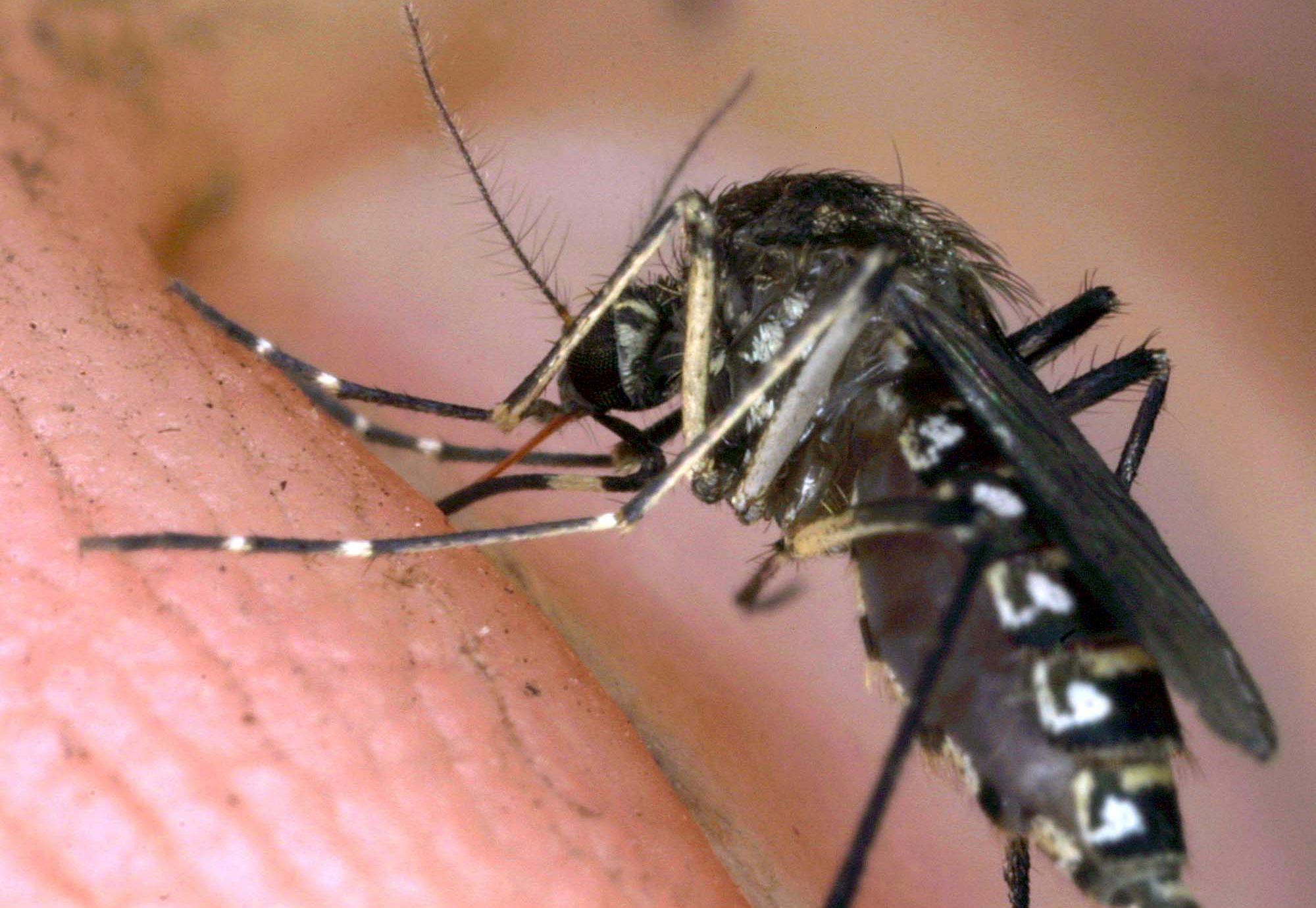 west nile ministry of health surveillance strengthened 1500 number active
