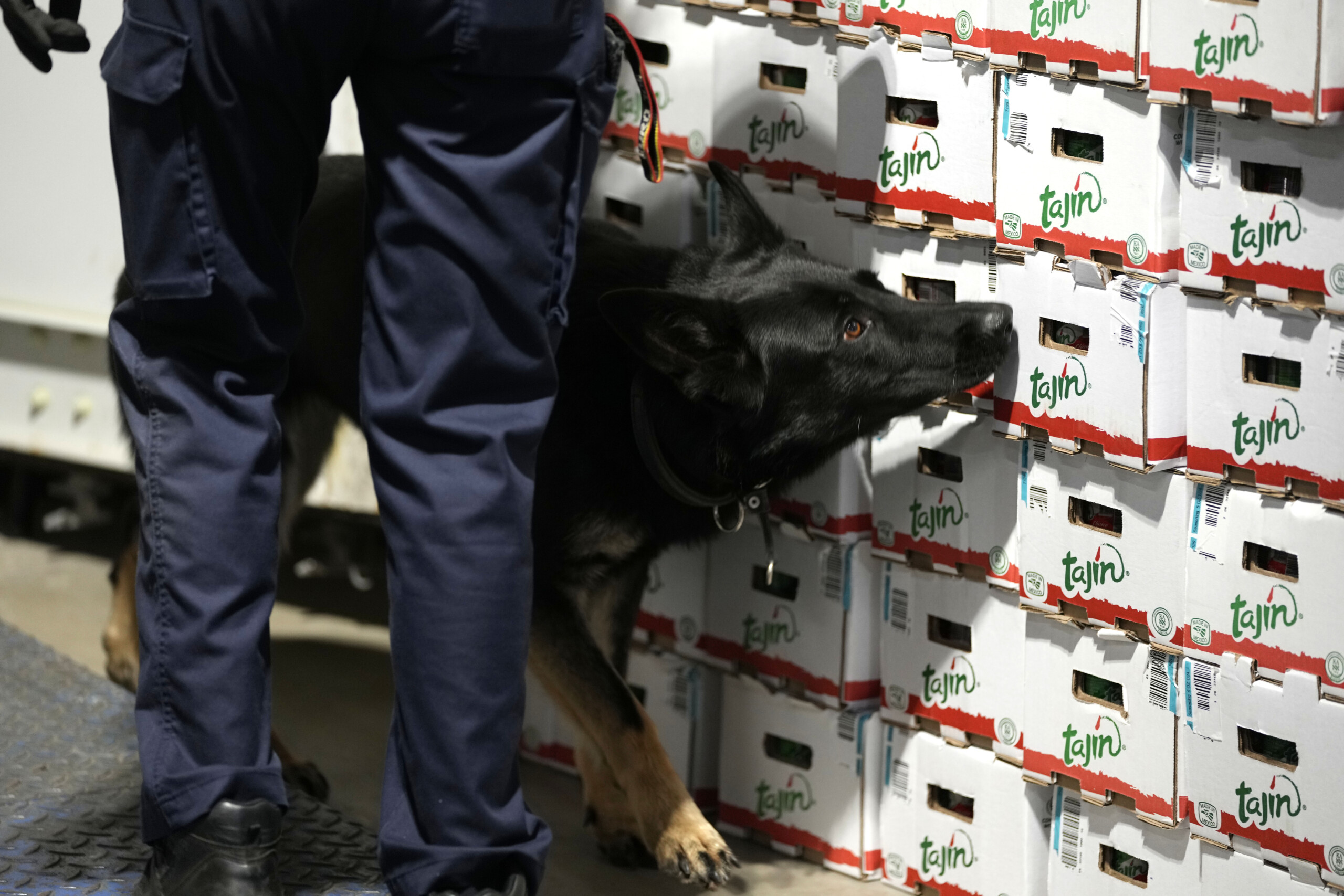 rome container with 50 kg of cocaine discovered at the port of civitavecchia scaled