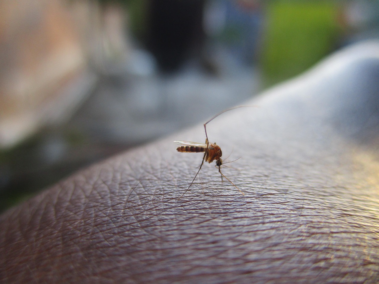 west nile 77 year old man dies in hospital in latina fifth victim in lazio