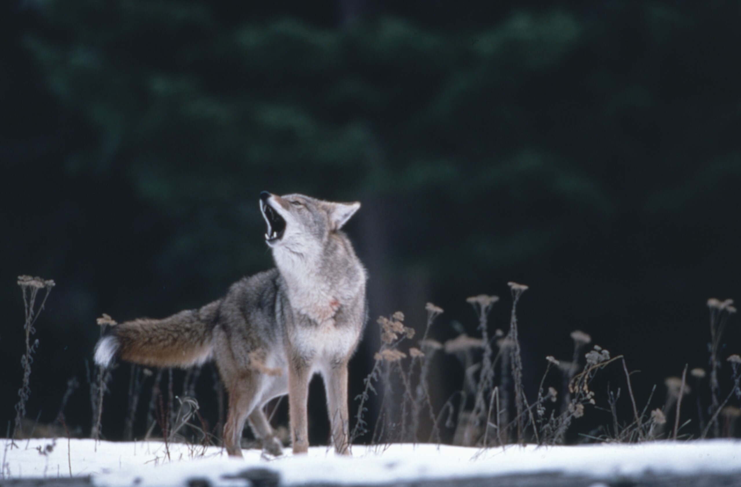 south tyrol court suspends wolf cull in upper vinschgau valley scaled