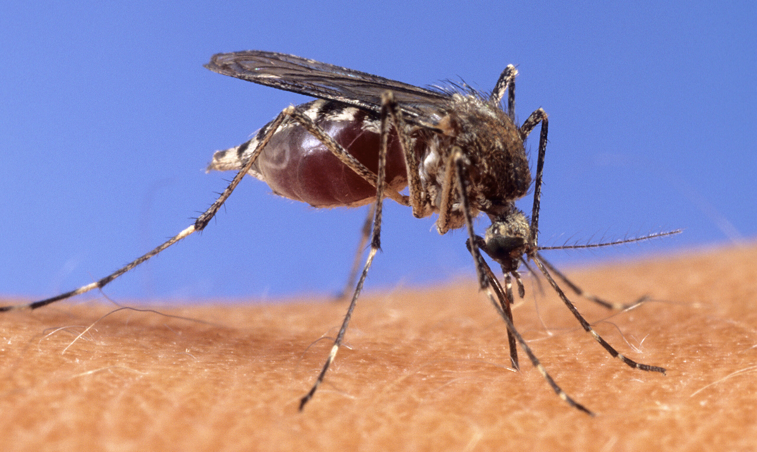 west nile ninth victim in lazio 85 year old from latina scaled