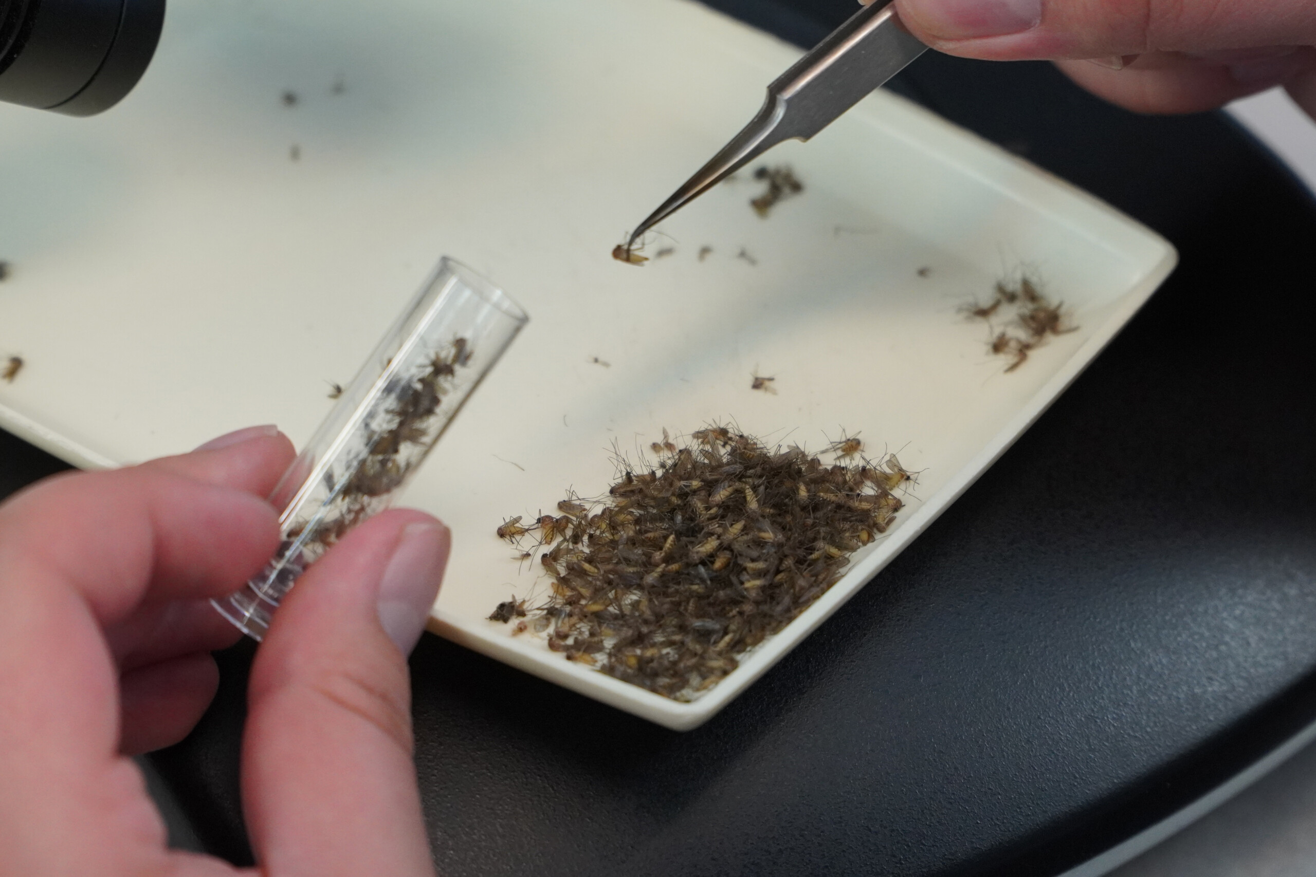 west nile 430 cases and 27 deaths since the beginning of the year scaled
