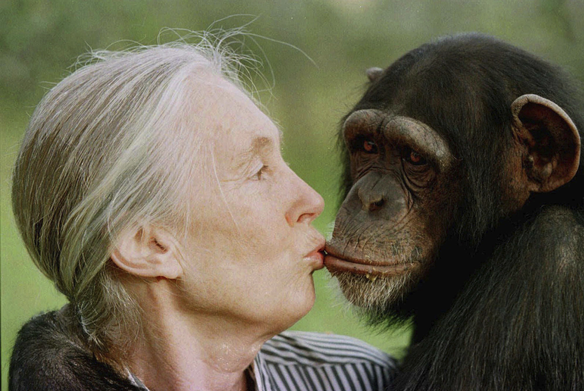 science jane goodall ethologist famous for her studies on chimpanzees has died