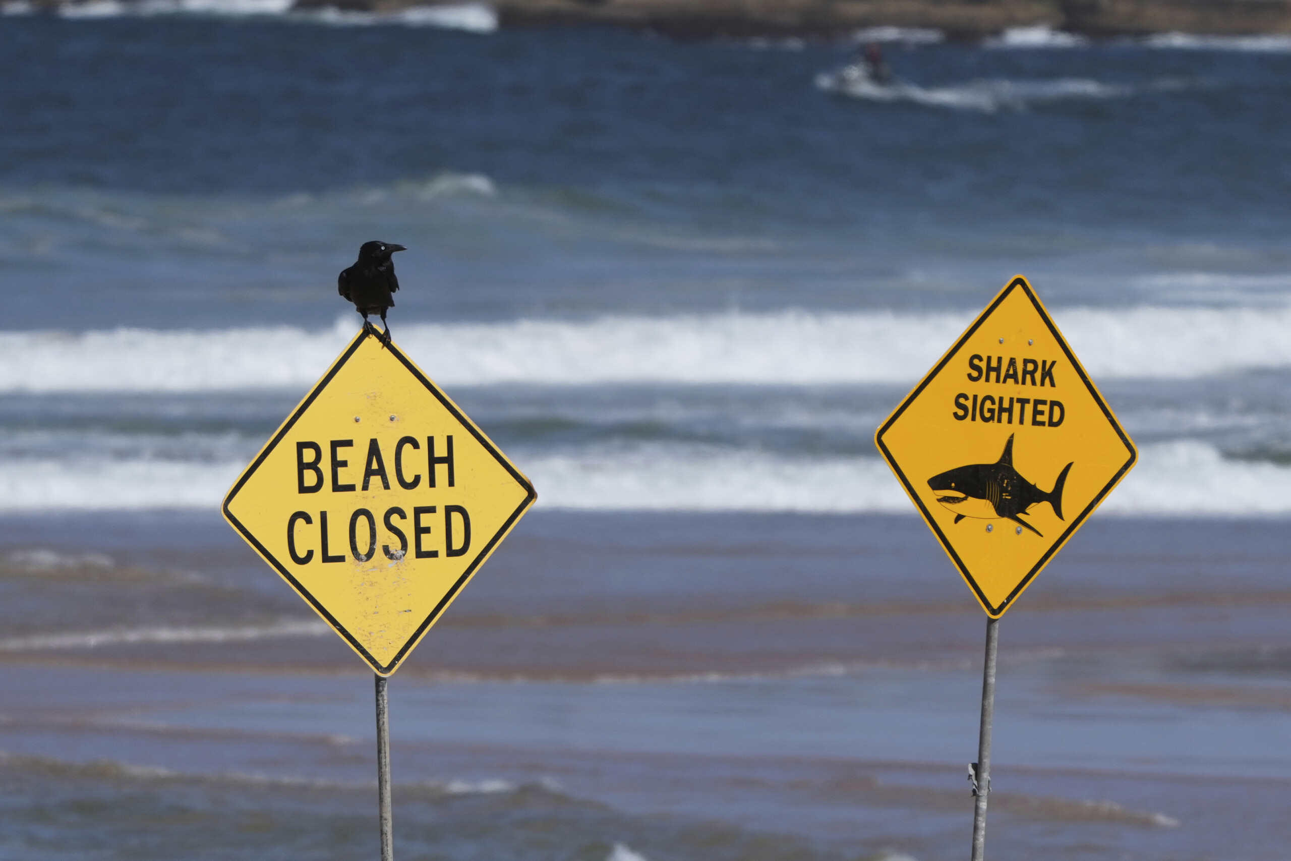 Australia: shark kills woman and injures man who was swimming with her 1 australia shark kills woman and injures man who was swimming with her scaled