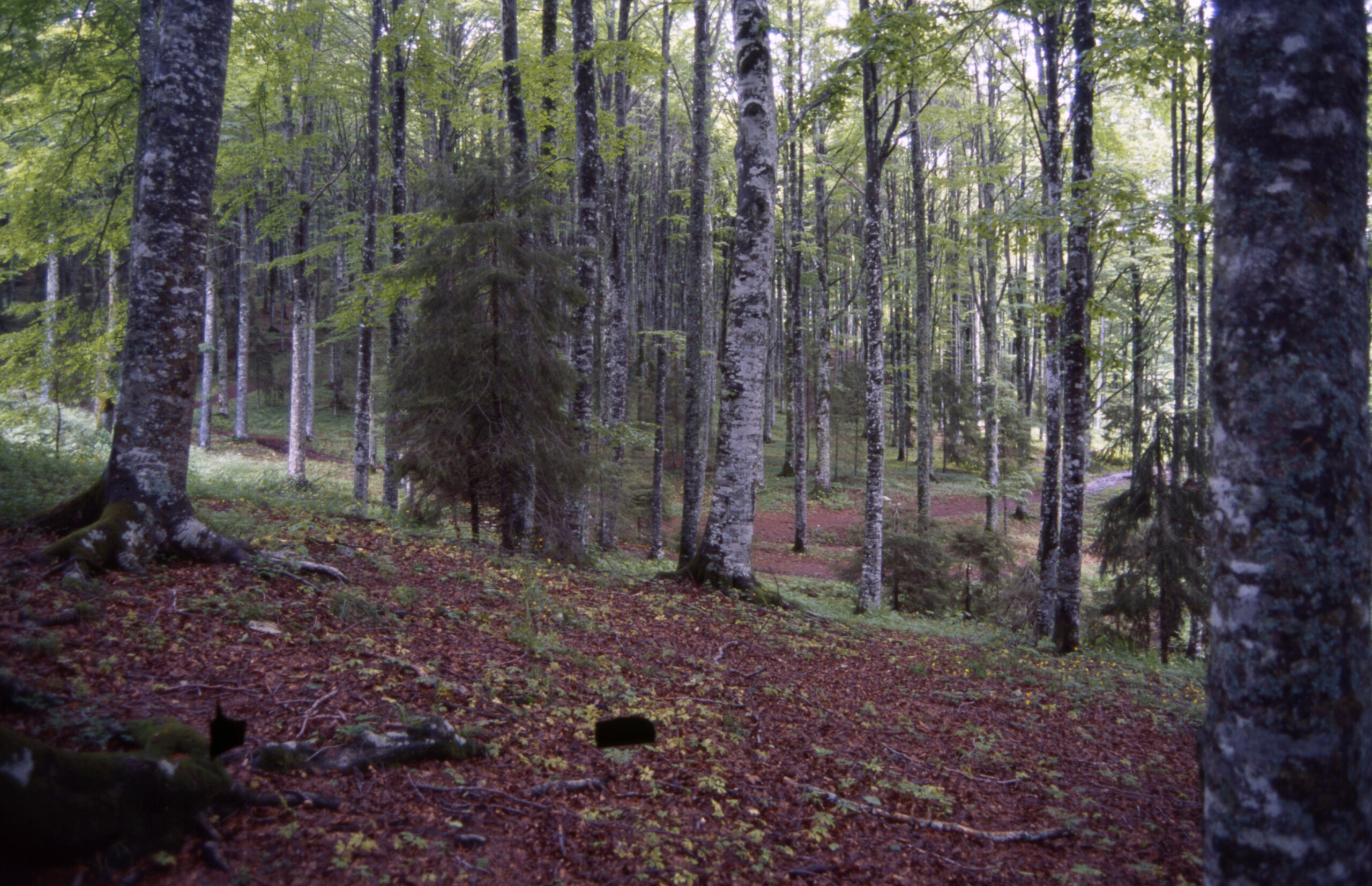 bosco family father i dont want our children to leave vasto but i want an end to the police presence scaled