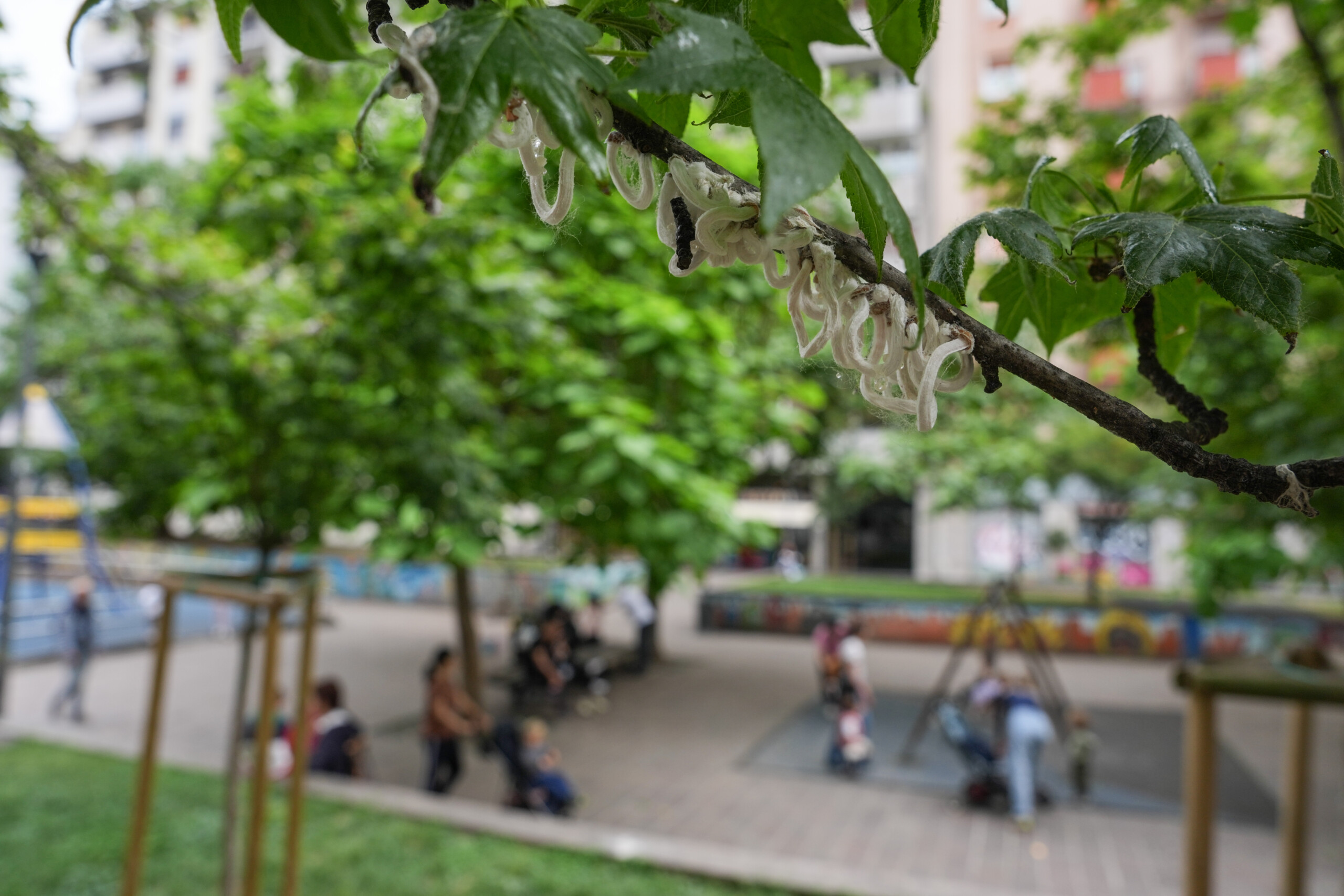 Coldiretti: ‘Urban greenery lowers temperatures by up to 3.5 degrees’ 1 coldiretti urban greenery lowers temperatures by up to 3 5 degrees scaled