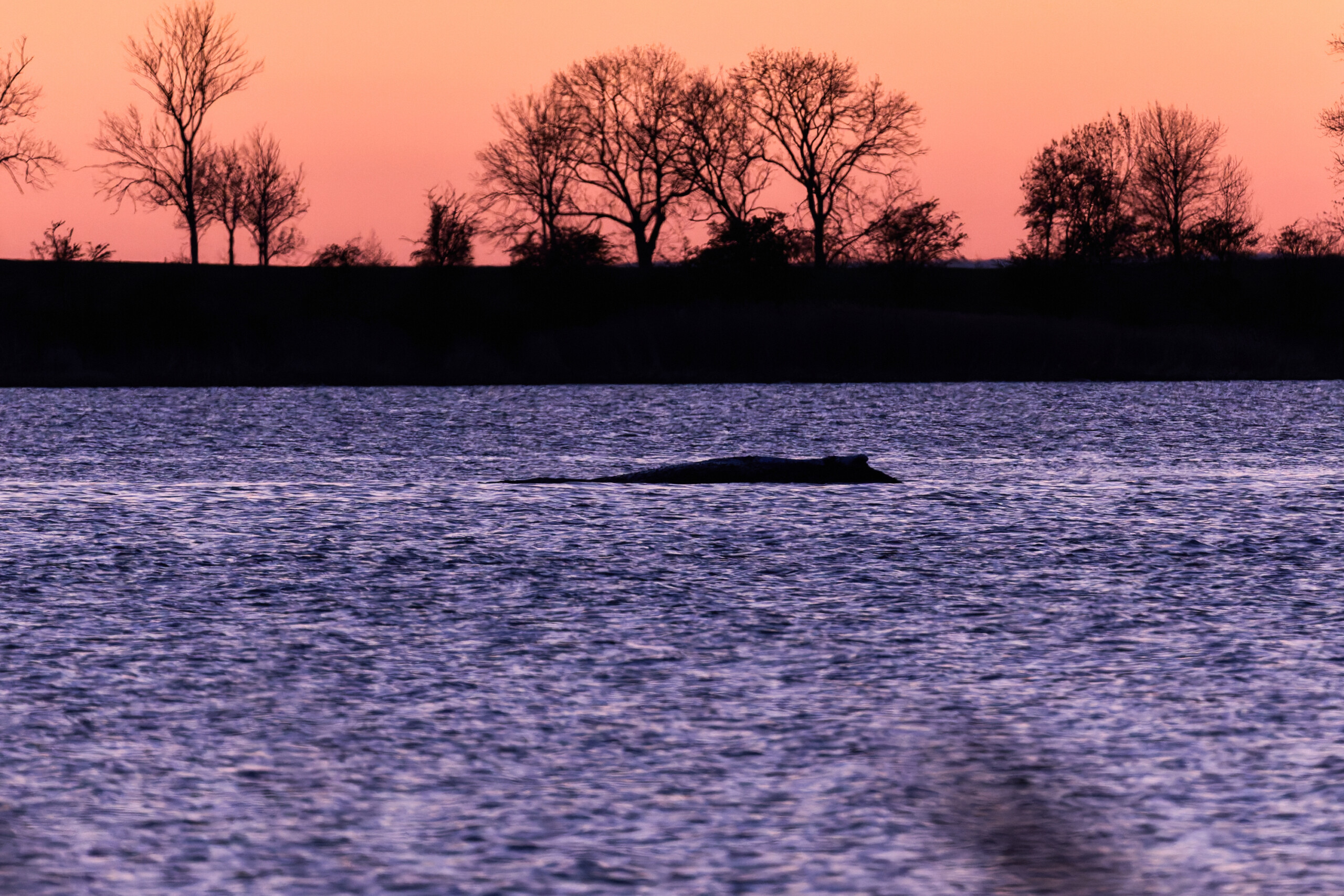 Denmark, autopsy on whale ‘Timmy’ scheduled for next week 1 denmark autopsy on whale timmy scheduled for next week scaled